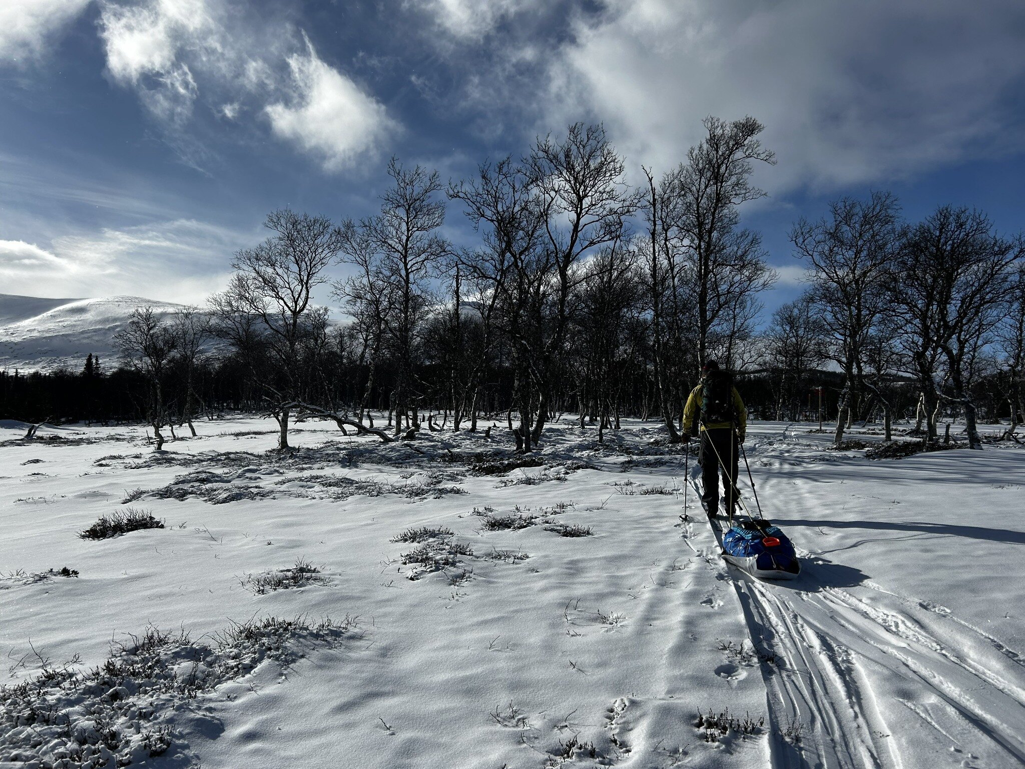 Skier with a KARG pulk in mountain birch forest